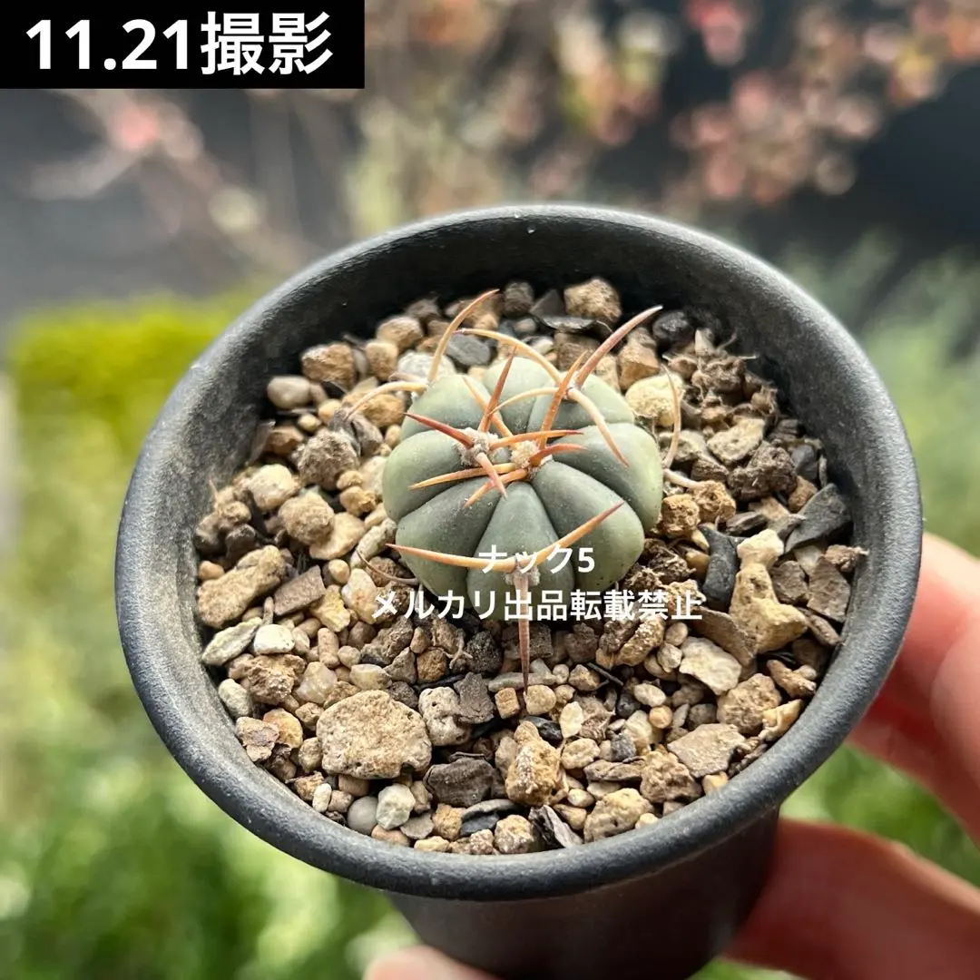 2026年最新】太平丸 サボテンの人気アイテム - メルカリ