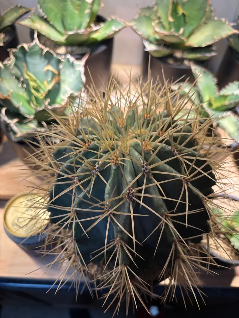 2026年最新】フェロカクタス 王冠竜の人気アイテム - メルカリ