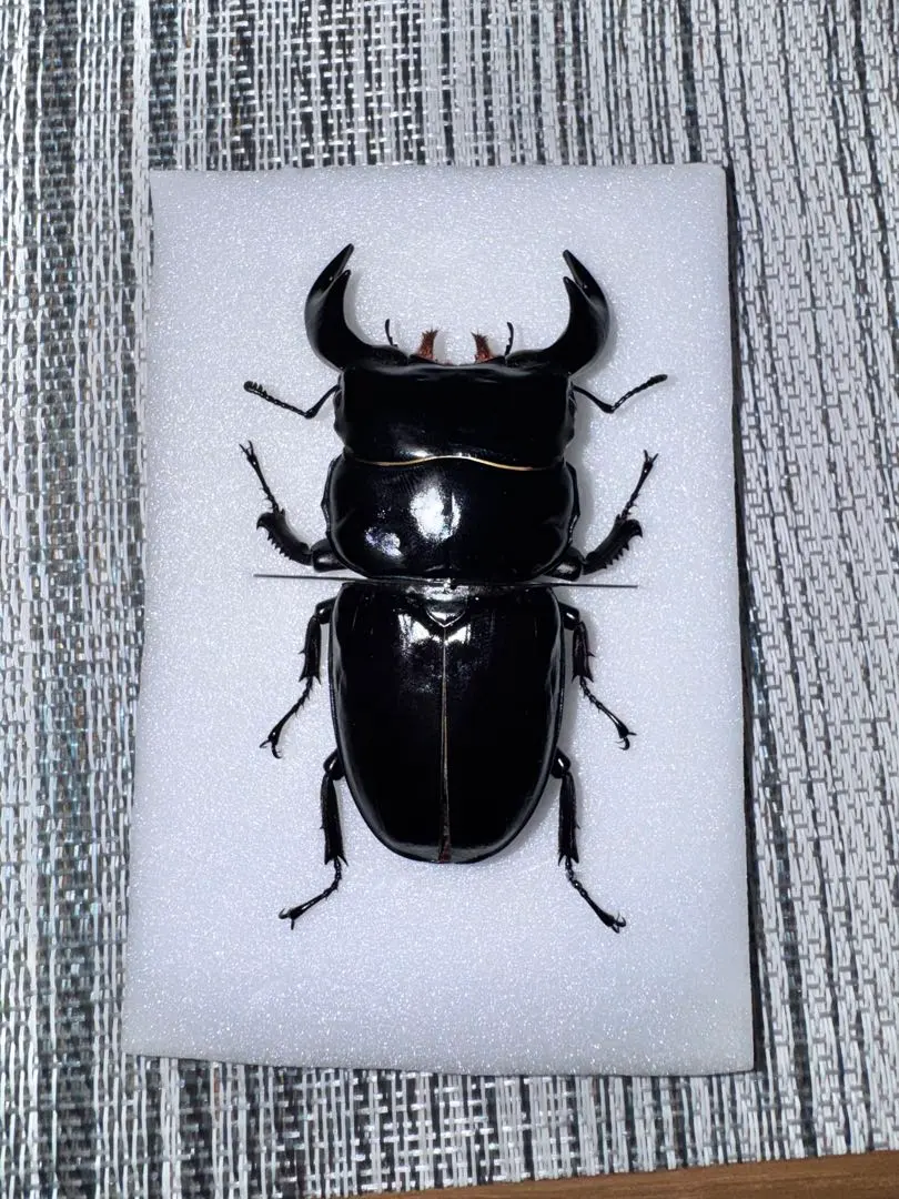 2026年最新】アンタエウスオオクワガタの人気アイテム - メルカリ