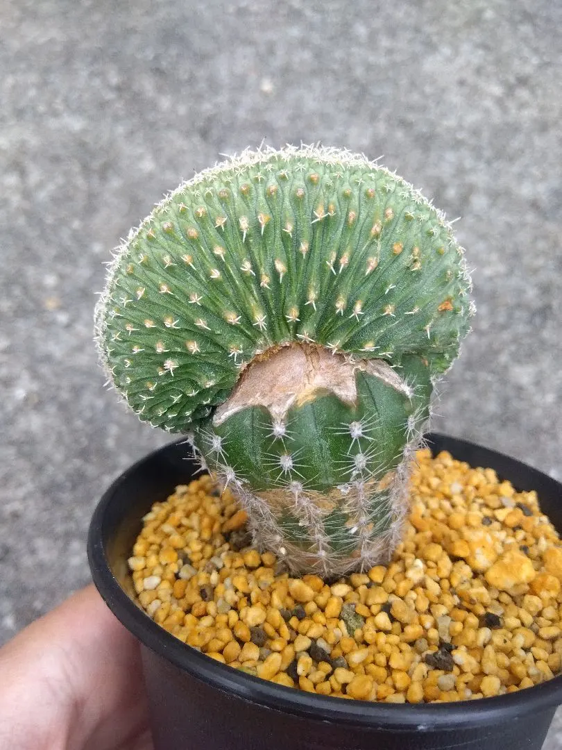 2026年最新】菊水綴化の人気アイテム - メルカリ