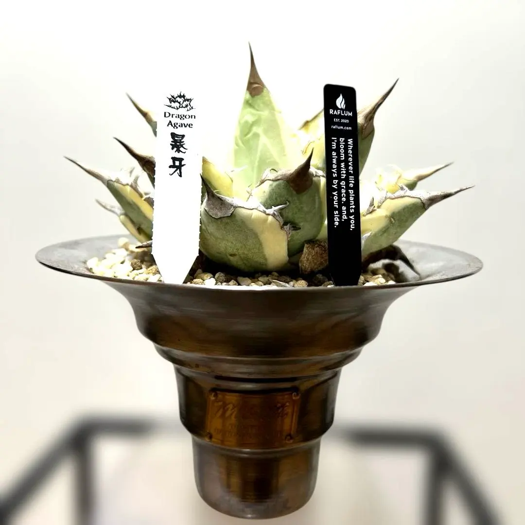 2026年最新】masses m&m 鉢の人気アイテム - メルカリ