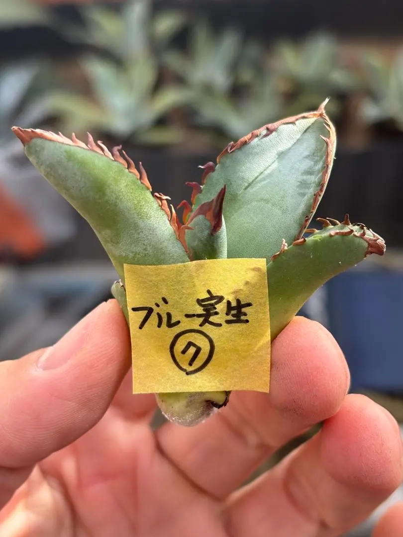 2026年最新】青犀牛の人気アイテム - メルカリ