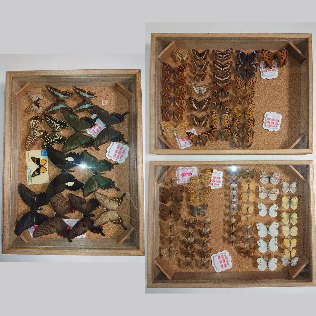 2026年最新】蝶標本 ドイツ箱の人気アイテム - メルカリ