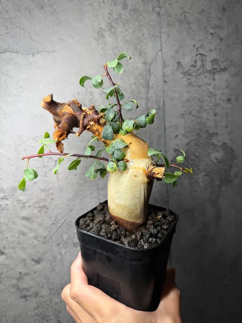 2026年最新】コミフォラ カタフの人気アイテム - メルカリ