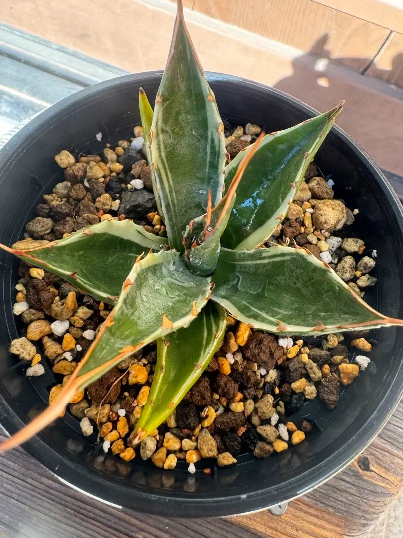 2026年最新】アガベ モンタナ ティファニーの人気アイテム - メルカリ