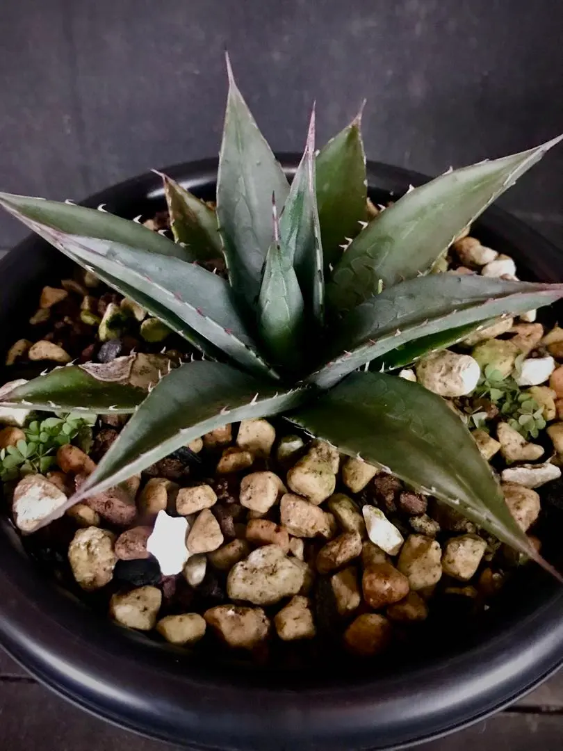 2026年最新】オバティフォリア ハイブリッドの人気アイテム - メルカリ