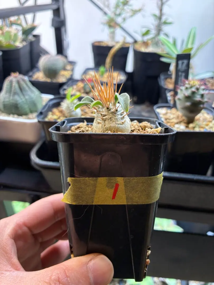 2026年最新】ナマクアナムの人気アイテム - メルカリ