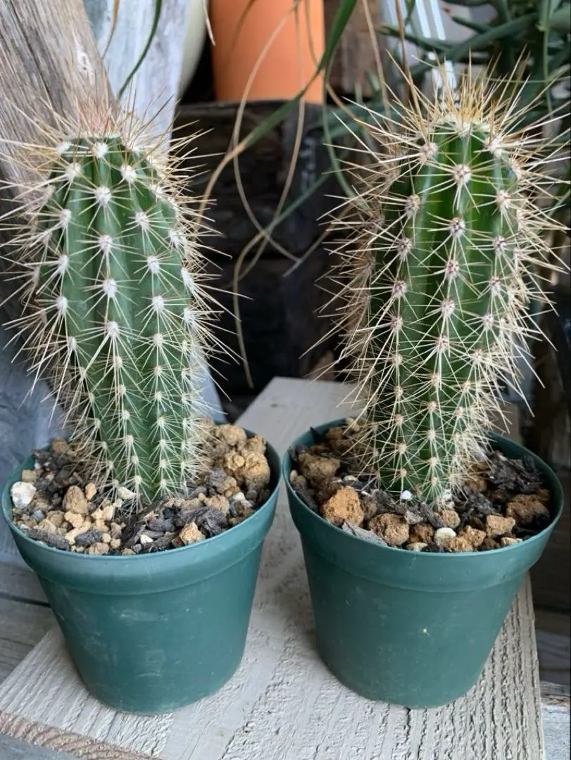 2026年最新】武倫柱の人気アイテム - メルカリ