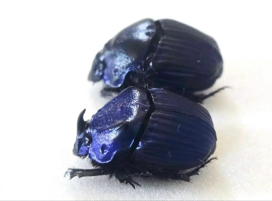 2026年最新】ダイコクコガネ 標本の人気アイテム - メルカリ