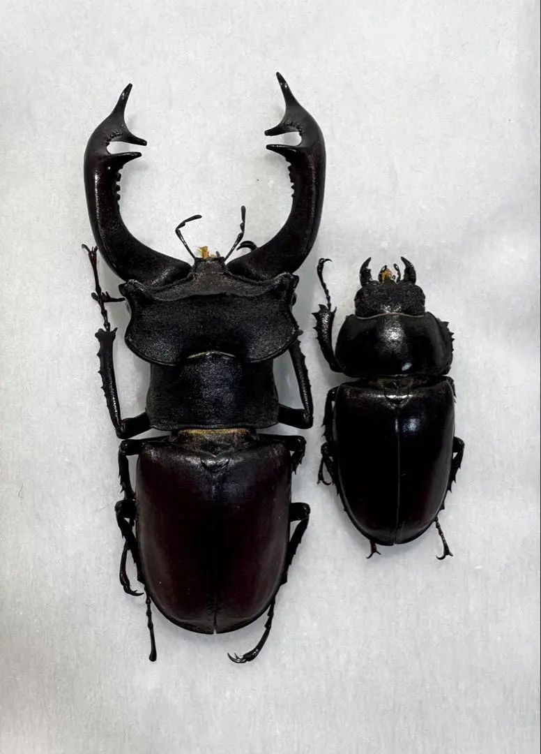 2026年最新】ヨーロッパミヤマ 標本の人気アイテム - メルカリ