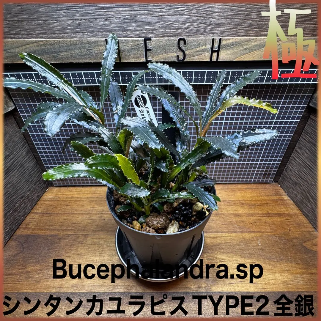 2026年最新】ブセファランドラ カユラピスの人気アイテム - メルカリ