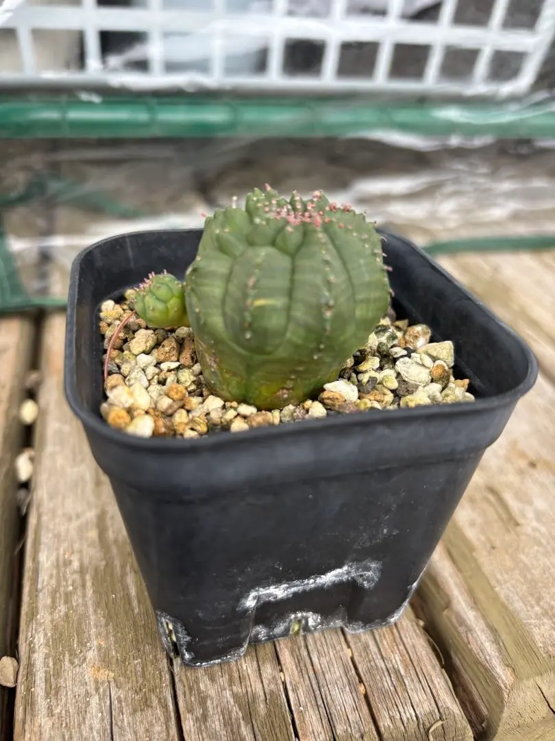 2026年最新】オベサ 綴化の人気アイテム - メルカリ