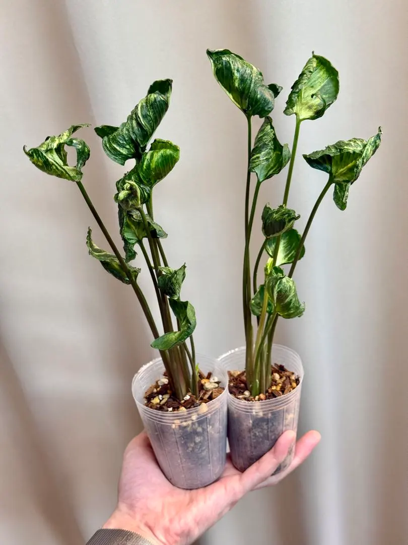 2026年最新】godzilla 鉢の人気アイテム - メルカリ