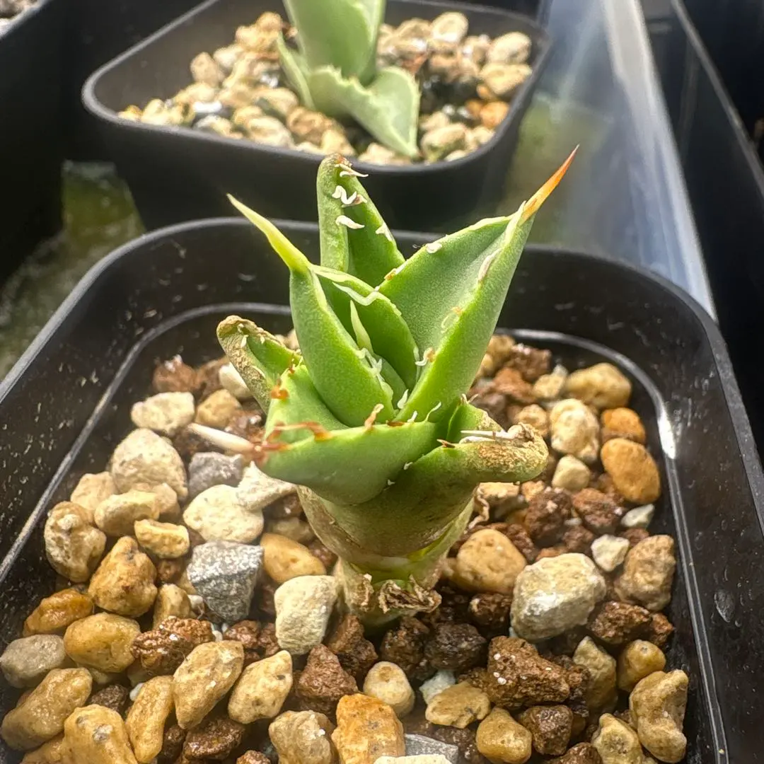 2026年最新】アングリーハートの人気アイテム - メルカリ