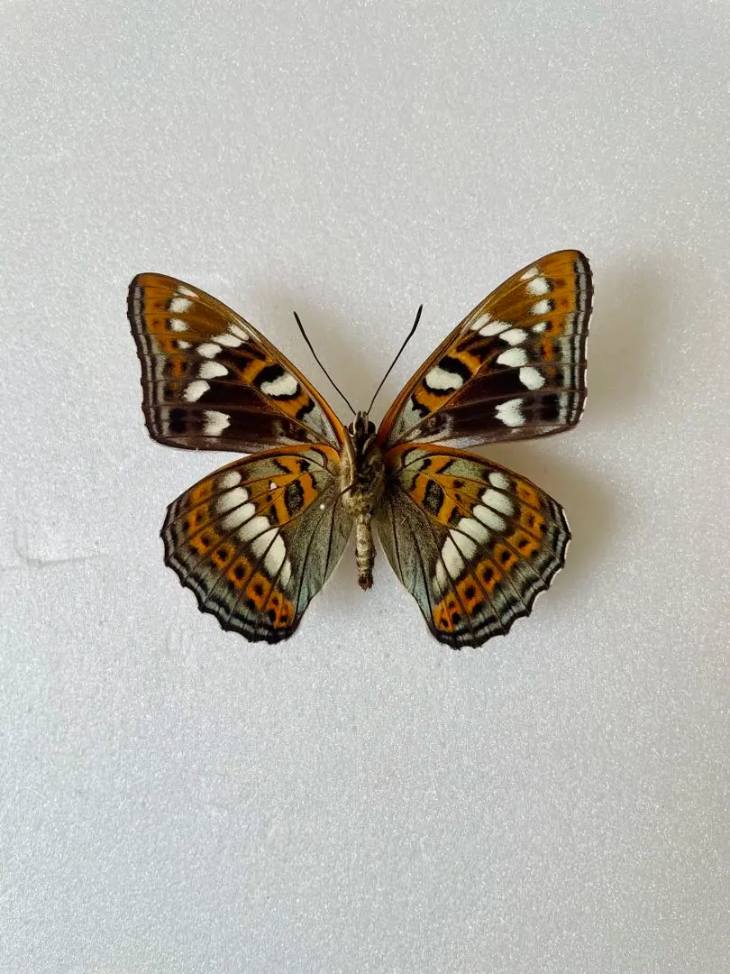 2026年最新】オオイチモンジの人気アイテム - メルカリ