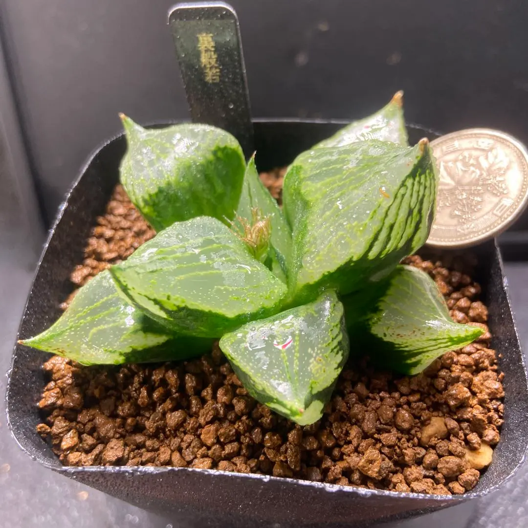 2026年最新】B型コンプトミュータントの人気アイテム - メルカリ