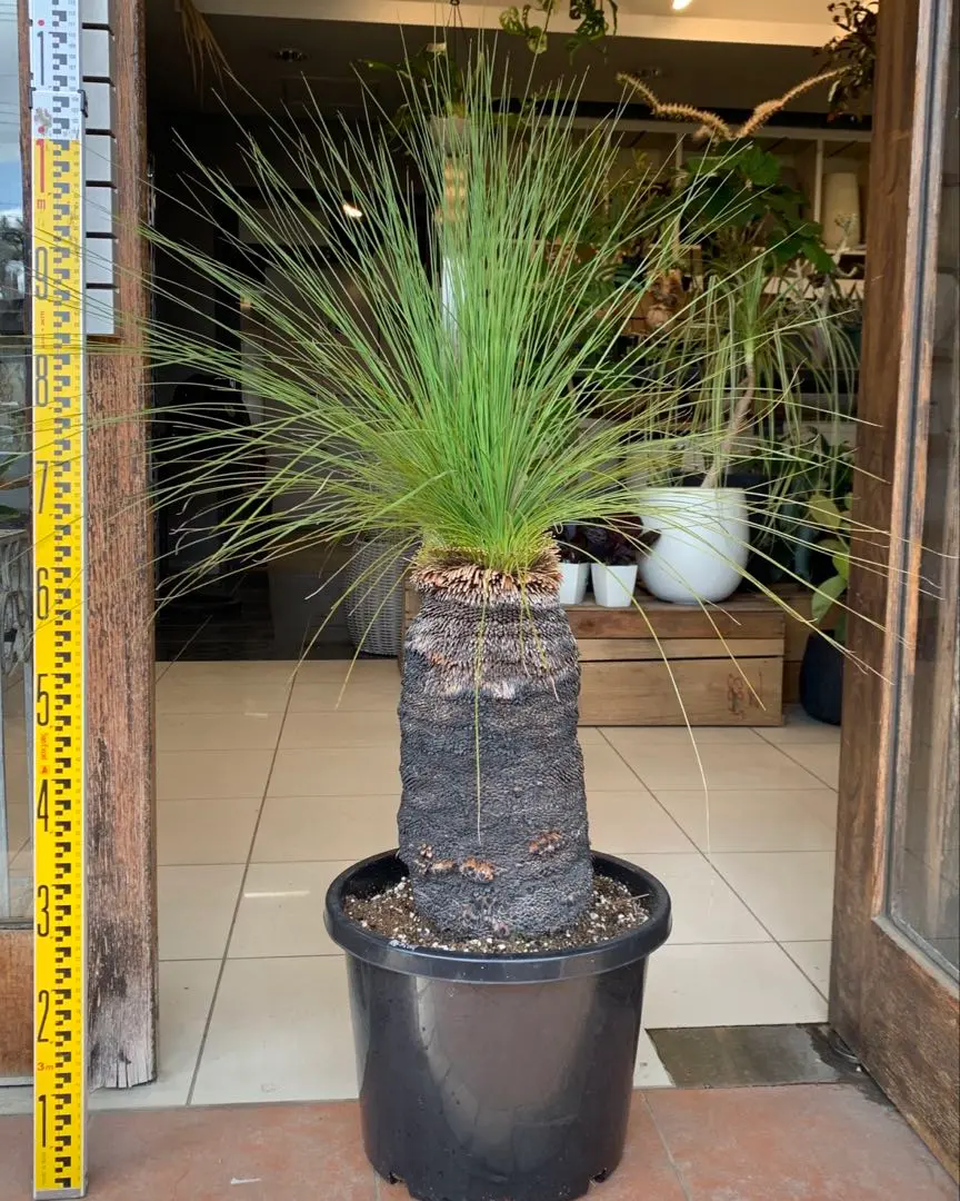 2026年最新】クサントロエア ジョンソニーの人気アイテム - メルカリ