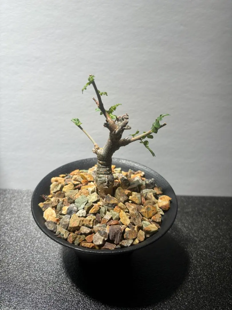 2026年最新】ボスウェリア ネグレクタの人気アイテム - メルカリ