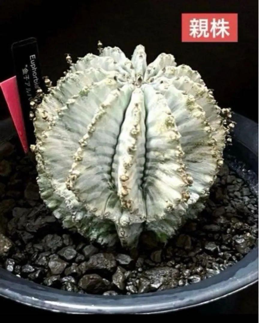 2026年最新】ユーフ ホリダの人気アイテム - メルカリ