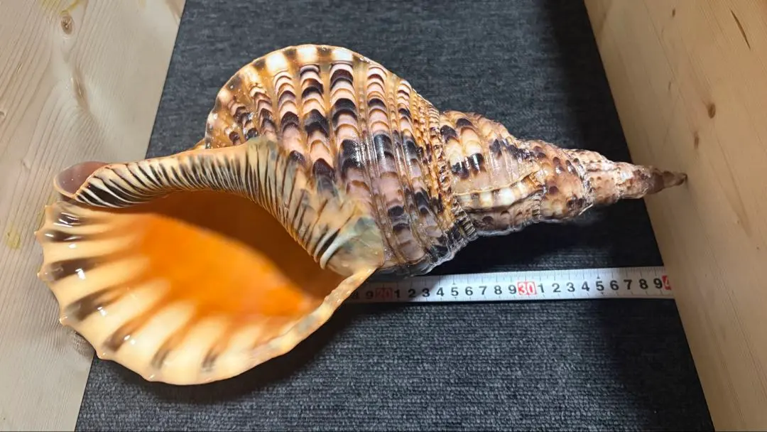 2026年最新】沖縄の法螺貝 ほら貝の人気アイテム - メルカリ