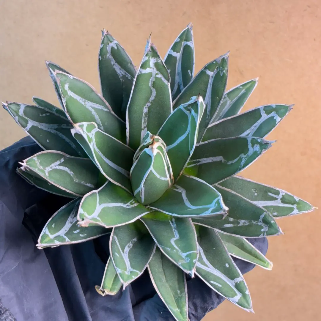 2026年最新】アガベ ビクトリアレジーナ Agaveの人気アイテム - メルカリ