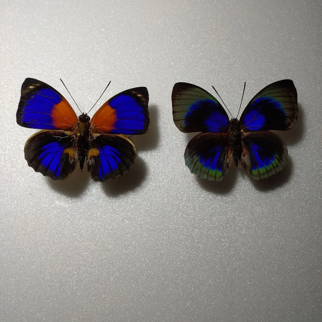 2026年最新】アグリアス 蝶 の人気アイテム - メルカリ