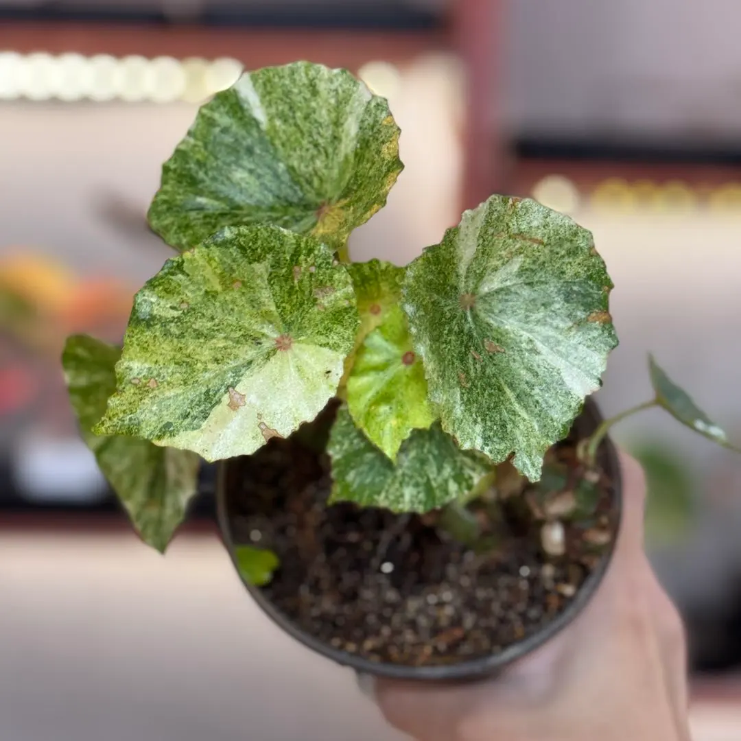 2026年最新】ベゴニア ルージュの人気アイテム - メルカリ