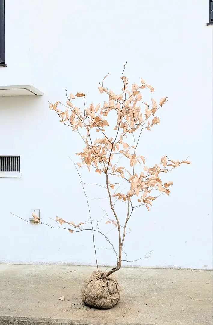 2026年最新】ヤマコウバシの人気アイテム - メルカリ