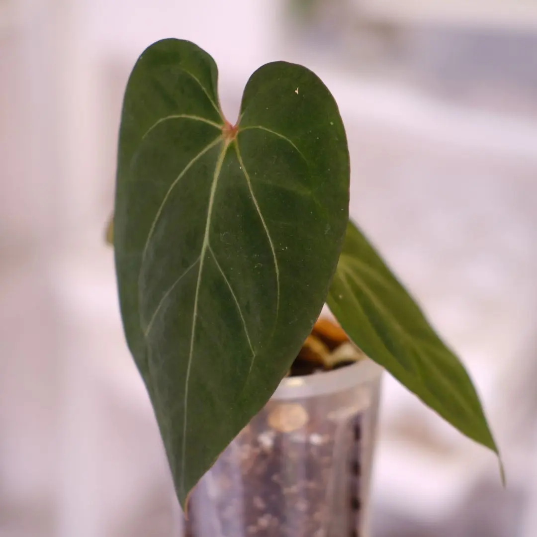 2026年最新】anthurium king ofの人気アイテム - メルカリ
