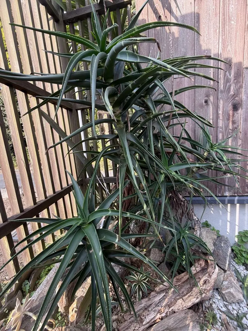 2026年最新】アロエストリアツラの人気アイテム - メルカリ