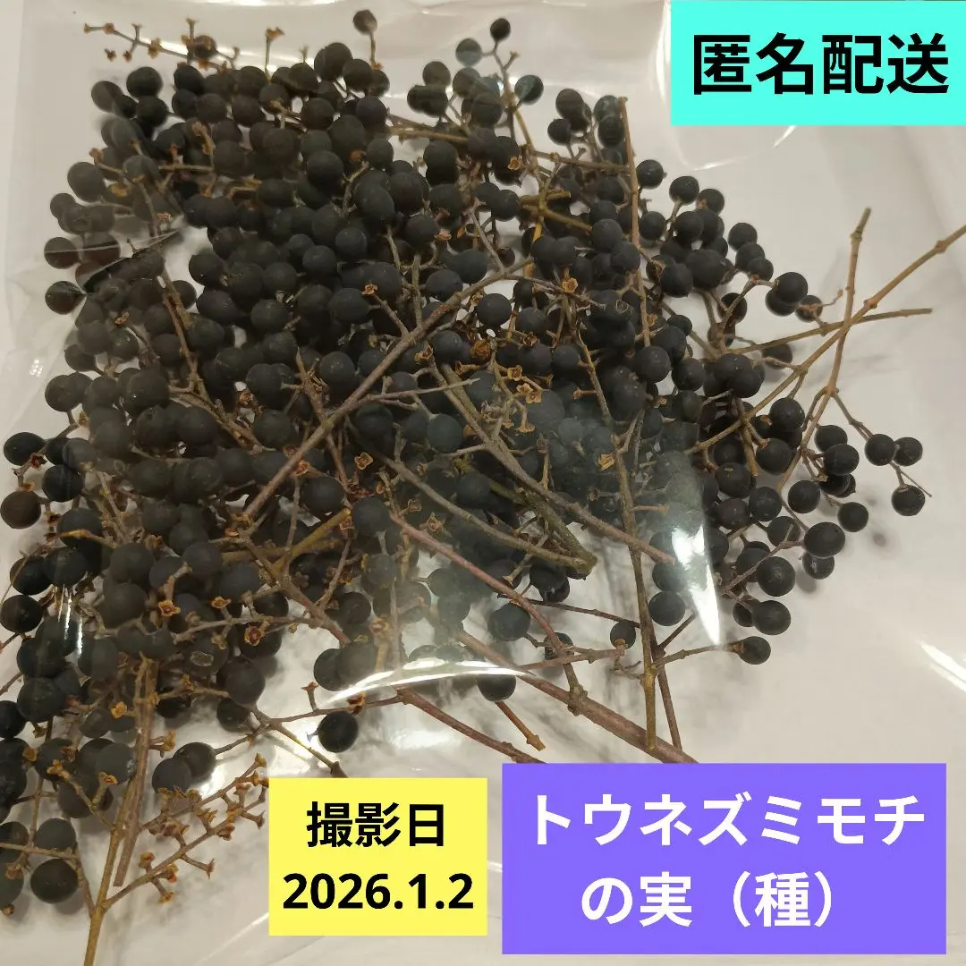 2026年最新】トウネズミモチの実の人気アイテム - メルカリ