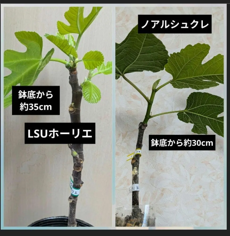 2026年最新】LSUホーリエの人気アイテム - メルカリ