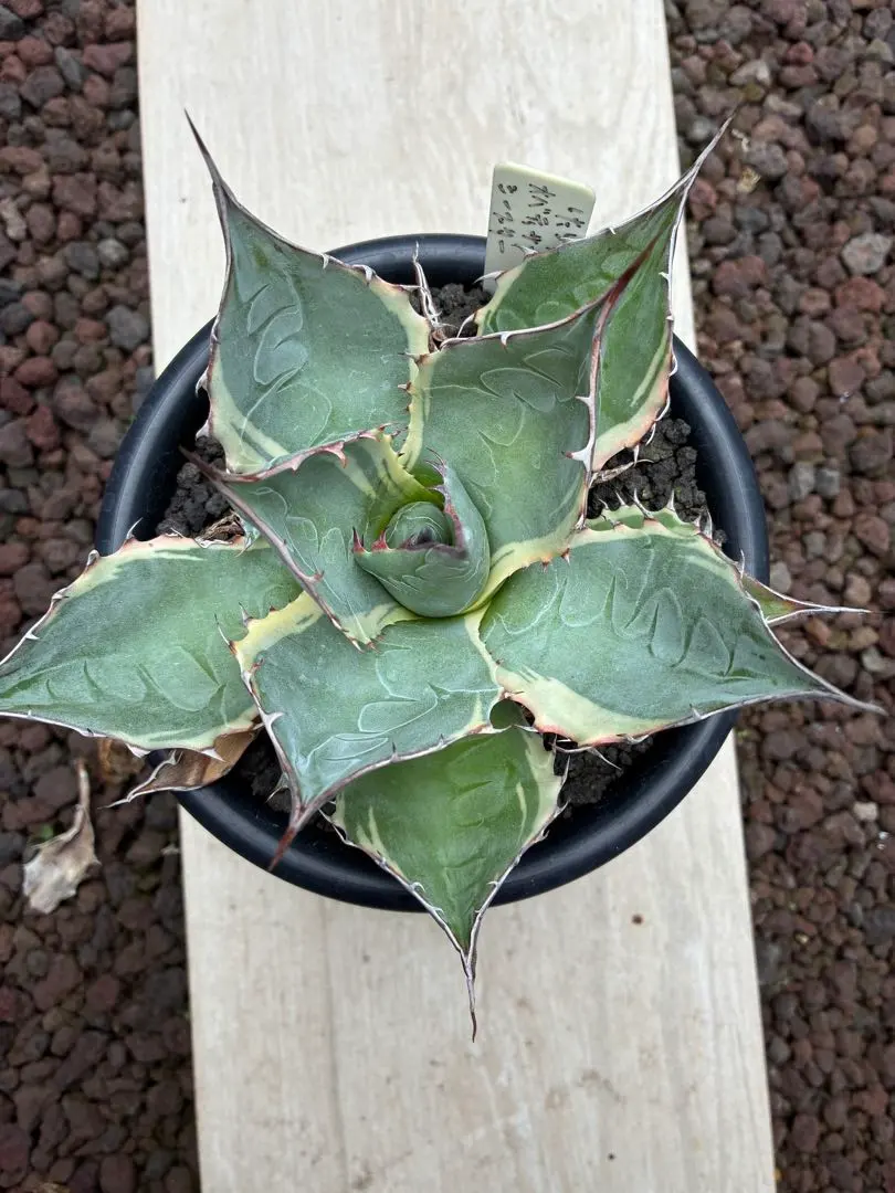 2026年最新】オバティサナの人気アイテム - メルカリ