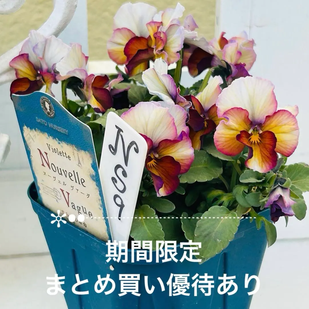 2026年最新】ビオラヌーヴェルヴァーグすみれの革命の人気アイテム