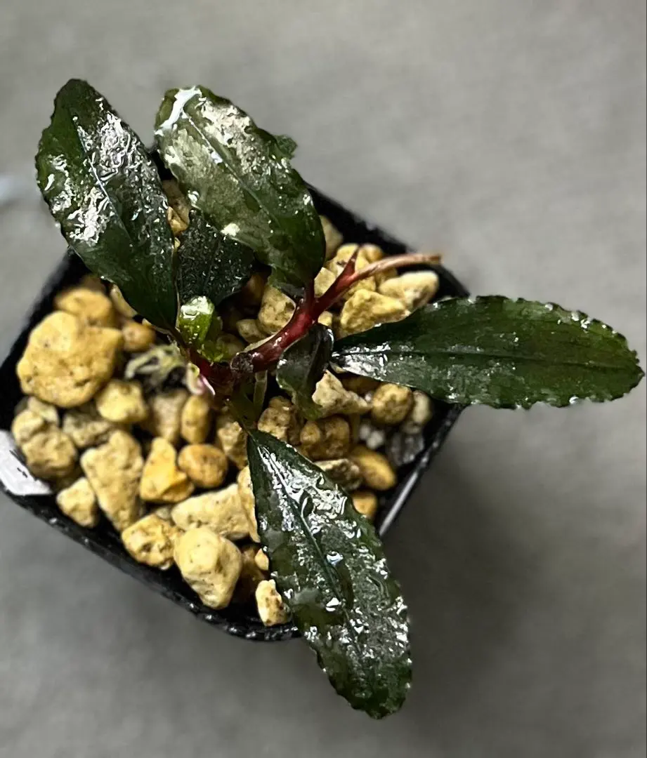 2026年最新】bucephalandra 水の国の人気アイテム - メルカリ