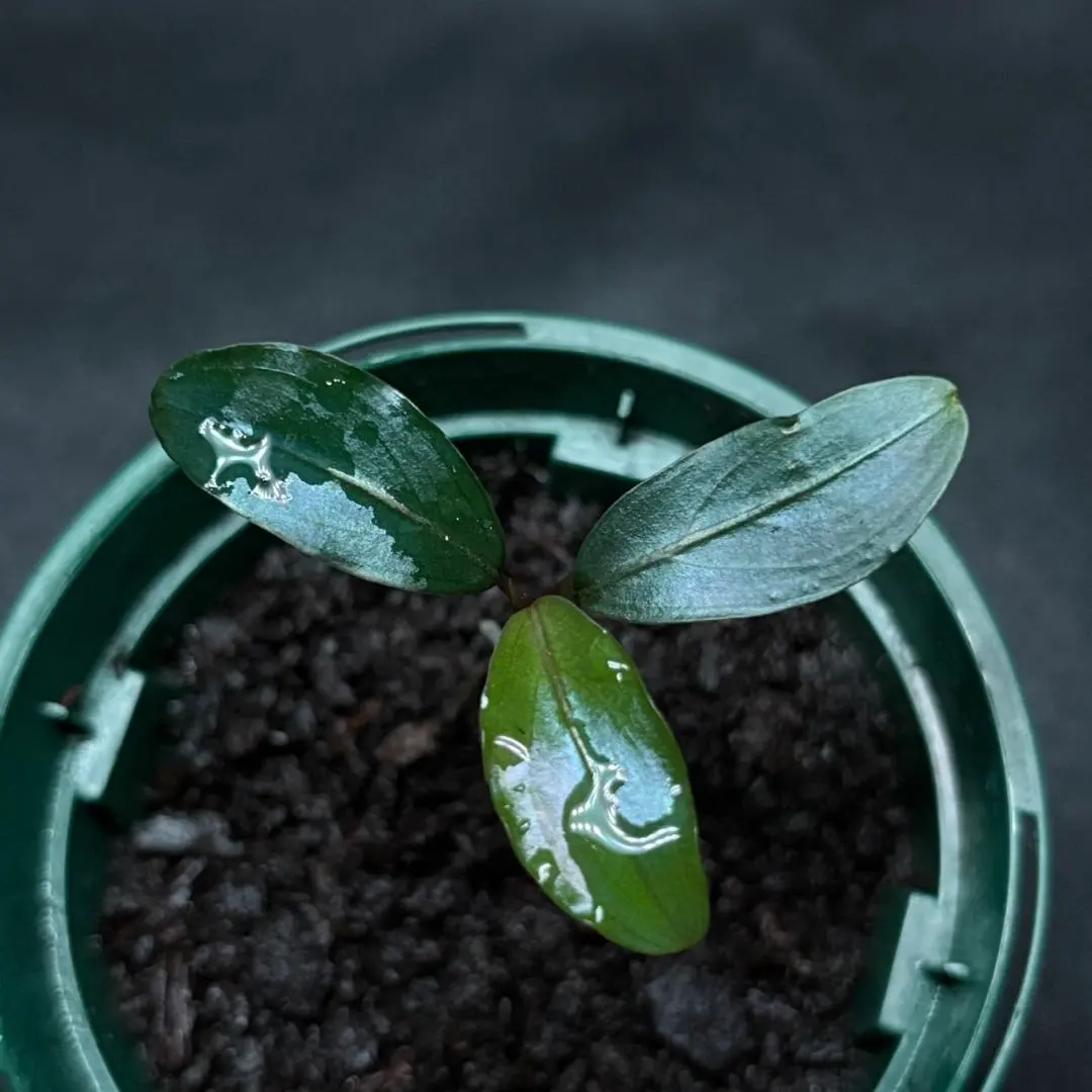 2026年最新】ブセファランドラ モトレイアーナの人気アイテム - メルカリ