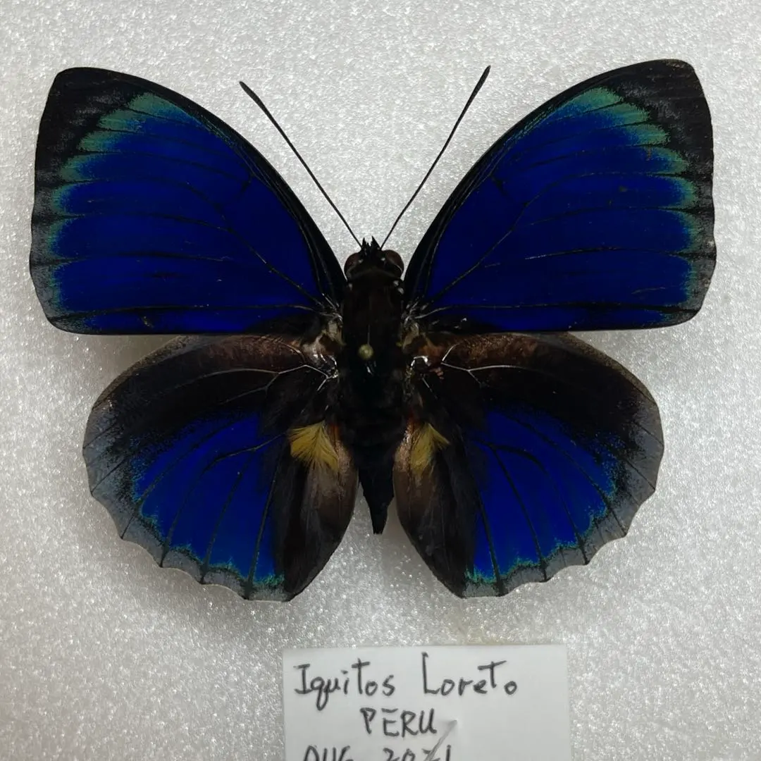 2026年最新】アグリアス 蝶 の人気アイテム - メルカリ