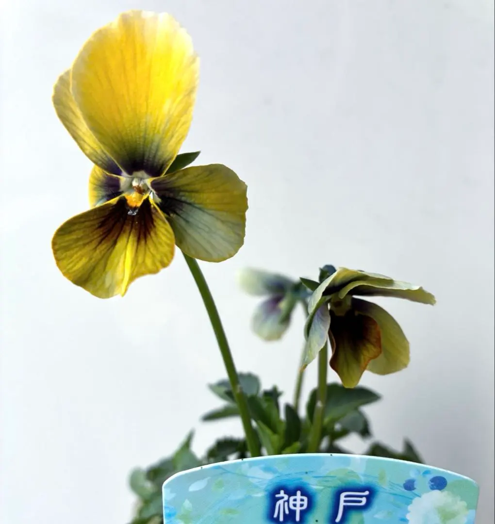 2026年最新】神戸べっぴんさん幻夢の人気アイテム - メルカリ