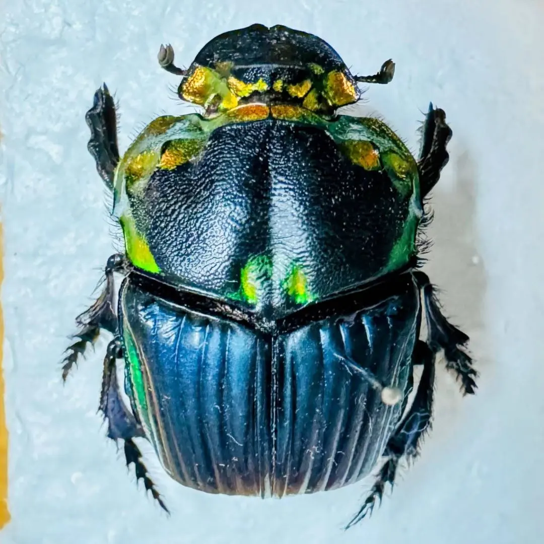 2026年最新】ダイコクコガネ 標本の人気アイテム - メルカリ