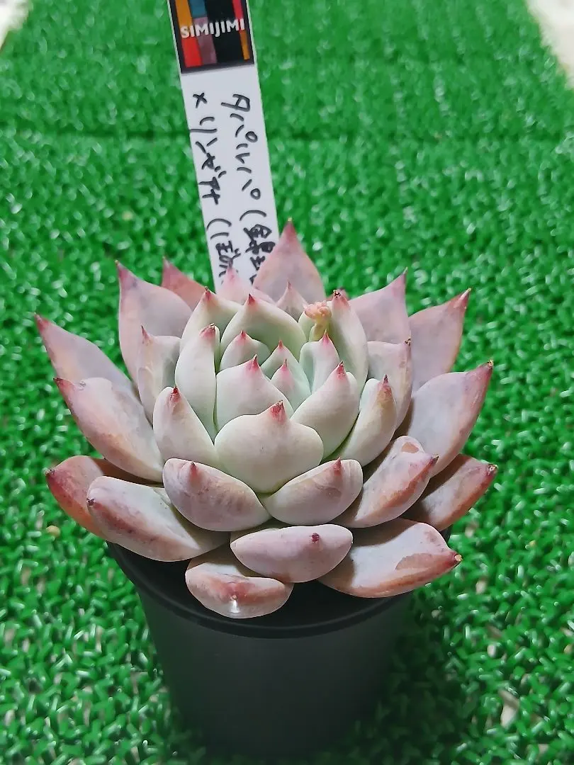 2026年最新】simijimiさん苗の人気アイテム - メルカリ
