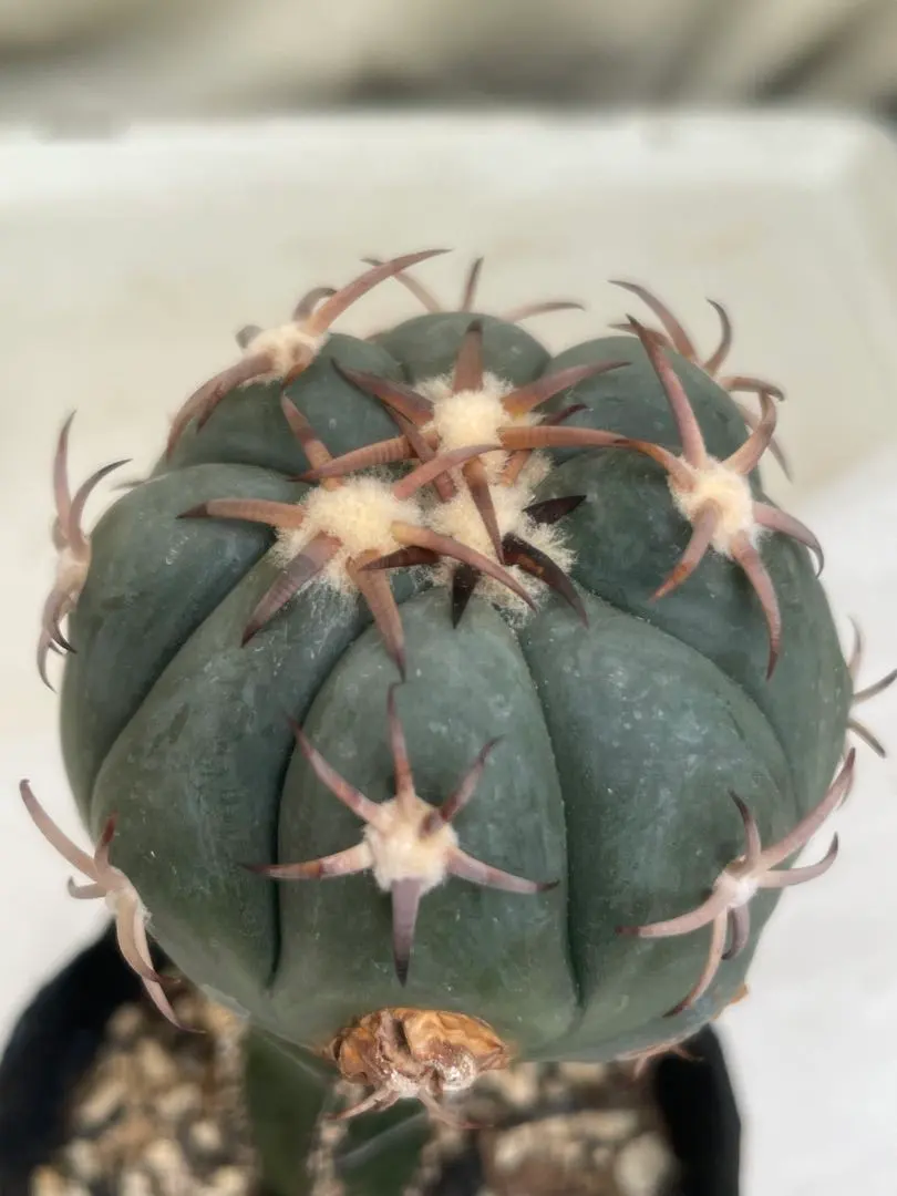 2026年最新】花王丸 サボテンの人気アイテム - メルカリ