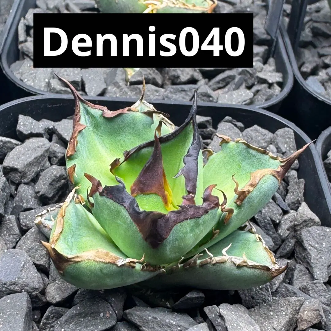 2026年最新】キングアーサー アガベの人気アイテム - メルカリ