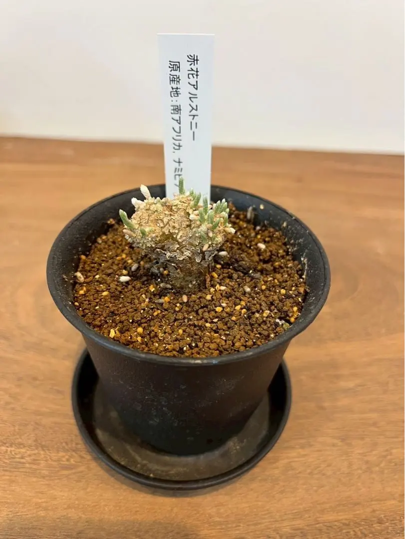 2026年最新】アボニア クイナリアの人気アイテム - メルカリ