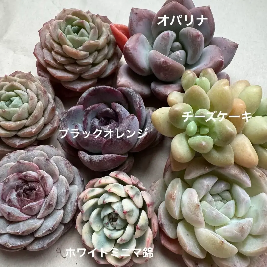 2026年最新】オパリナ錦の人気アイテム - メルカリ