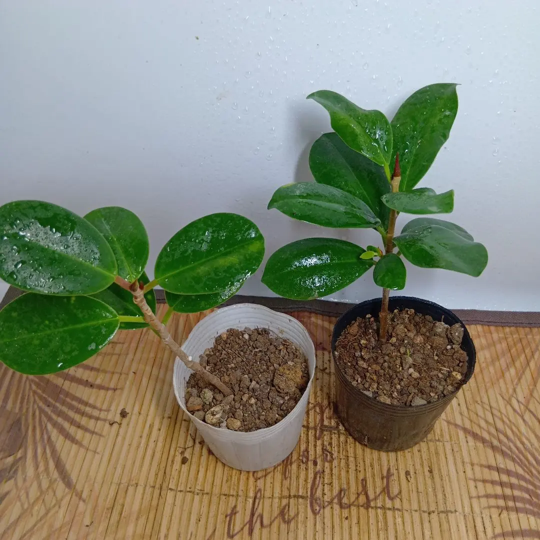 2026年最新】尖閣ガジュマルの人気アイテム - メルカリ