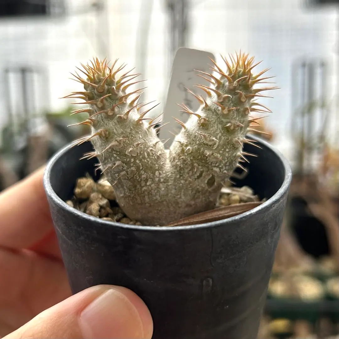 2026年最新】グラキリス 2頭の人気アイテム - メルカリ