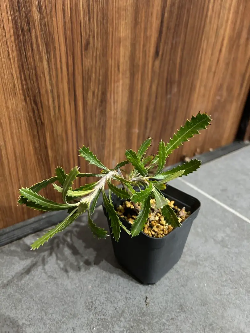 2026年最新】バンクシア ピグミーポッサムの人気アイテム - メルカリ