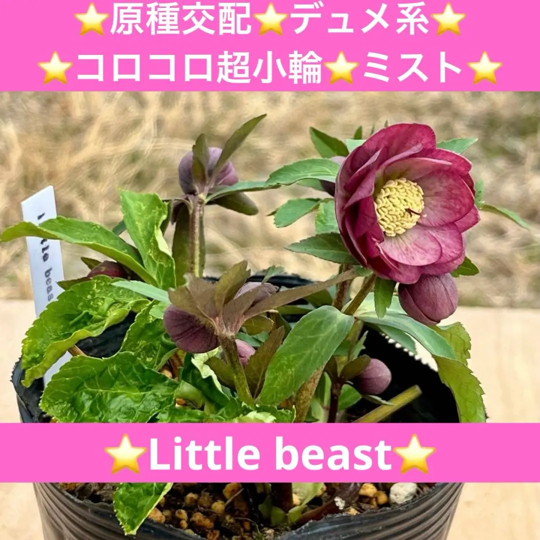 2026年最新】クリスマスローズリトルビーストの人気アイテム - メルカリ