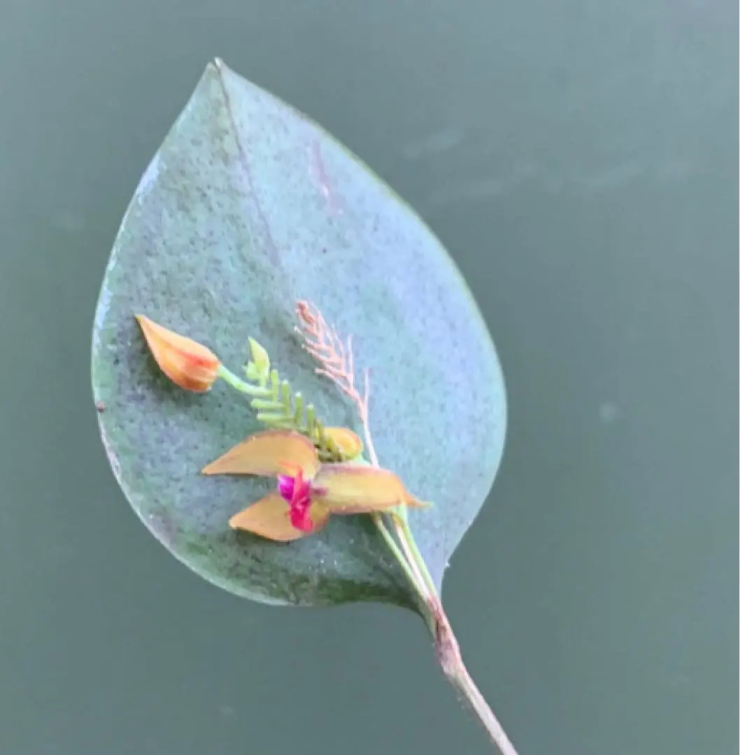 2026年最新】lepanthesの人気アイテム - メルカリ