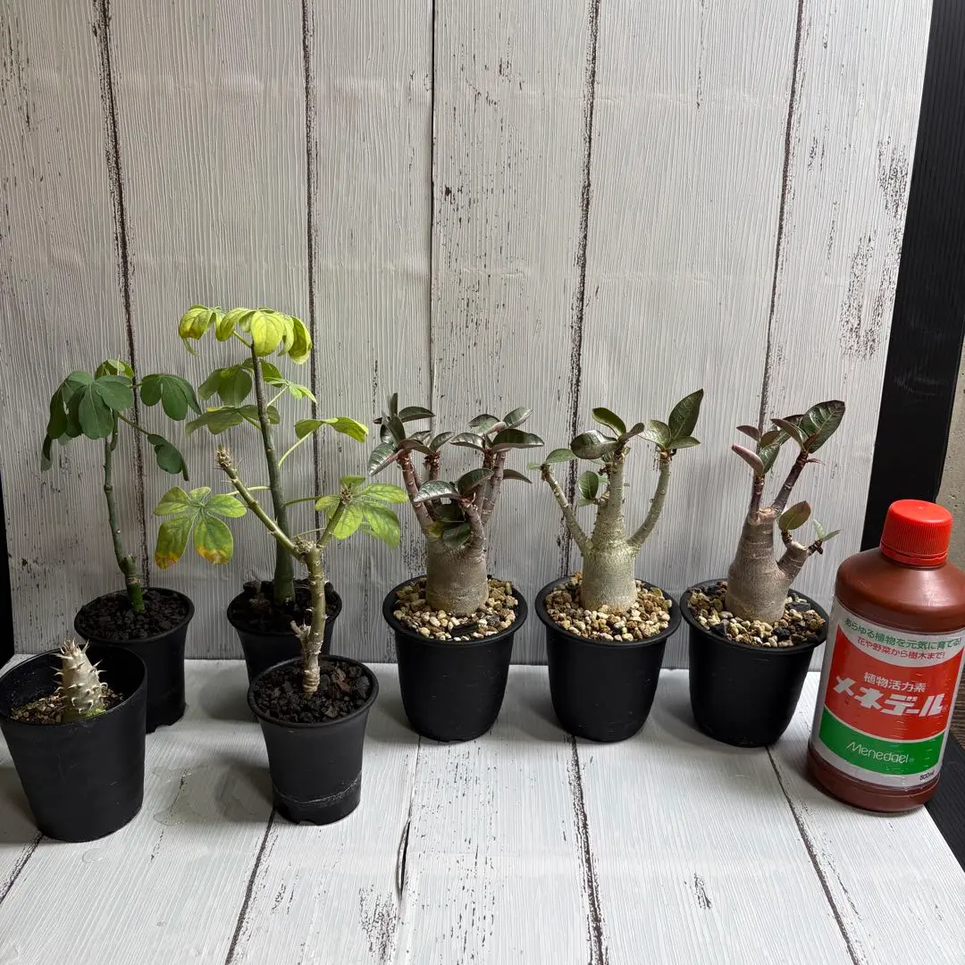 2026年最新】サンデルシー パキポディウムの人気アイテム - メルカリ